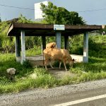 Viti Levu - Farm Animals