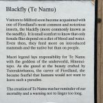 Blackfly - Description
