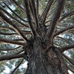 Sequoia Tree in Queenstown