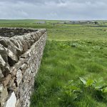 Höhepunkte auf den Orkneys - Mauer bei Scara Brae