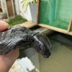 Sri Lanka Süd - Sea Turtle Hatchery