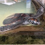 Sri Lanka Süd - Sea Turtle Hatchery