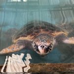 Sri Lanka Süd - Sea Turtle Hatchery