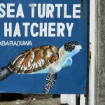 Sri Lanka Süd - Sea Turtle Hatchery