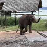 Elephant Transit Home- Sri Lanka Süd - Udawalawe