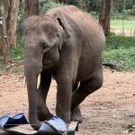 Elephant Transit Home- Sri Lanka Süd - Udawalawe