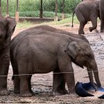Elephant Transit Home- Sri Lanka Süd - Udawalawe