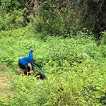 Udawalawe Nationalpark