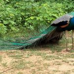 Udawalawe Nationalpark