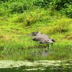 Udawalawe Nationalpark
