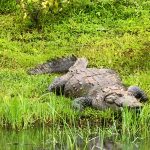 Udawalawe Nationalpark