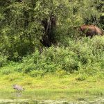 Udawalawe Nationalpark