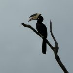 Udawalawe Nationalpark