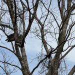 Udawalawe Nationalpark
