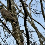 Udawalawe Nationalpark