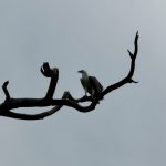 Udawalawe Nationalpark