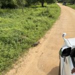 Udawalawe Nationalpark