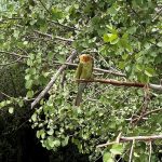 Udawalawe Nationalpark