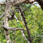 Udawalawe Nationalpark