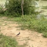 Udawalawe Nationalpark