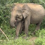 Udawalawe Nationalpark