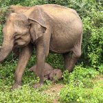 Udawalawe Nationalpark